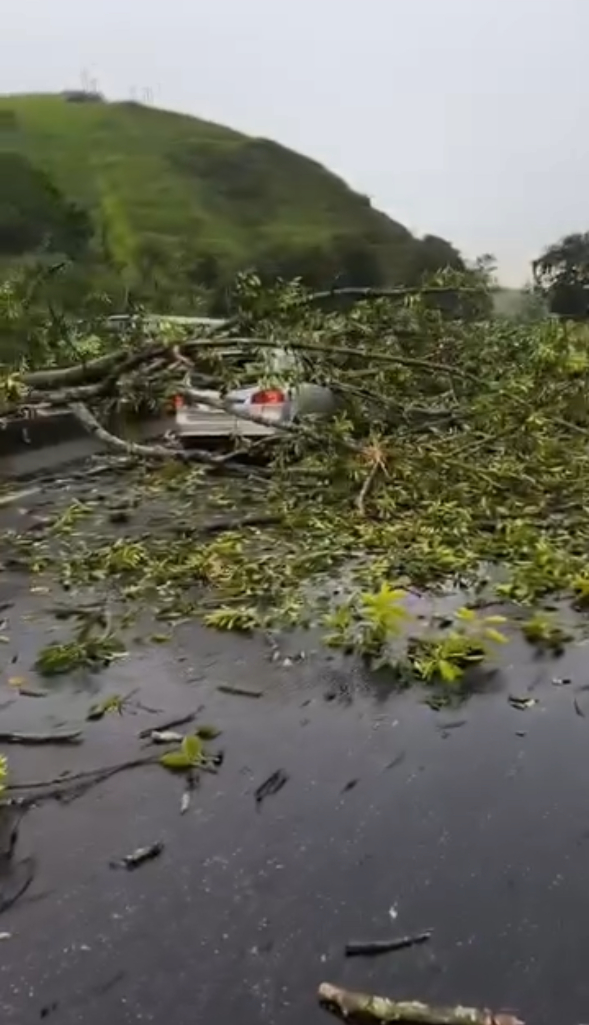 Queda de árvore interdita Via Dutra nos dois sentidos em Barra Mansa