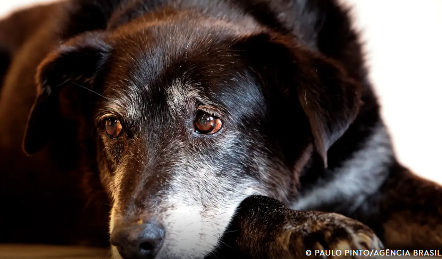 Rio ganha Núcleo de Proteção e Defesa dos Animais