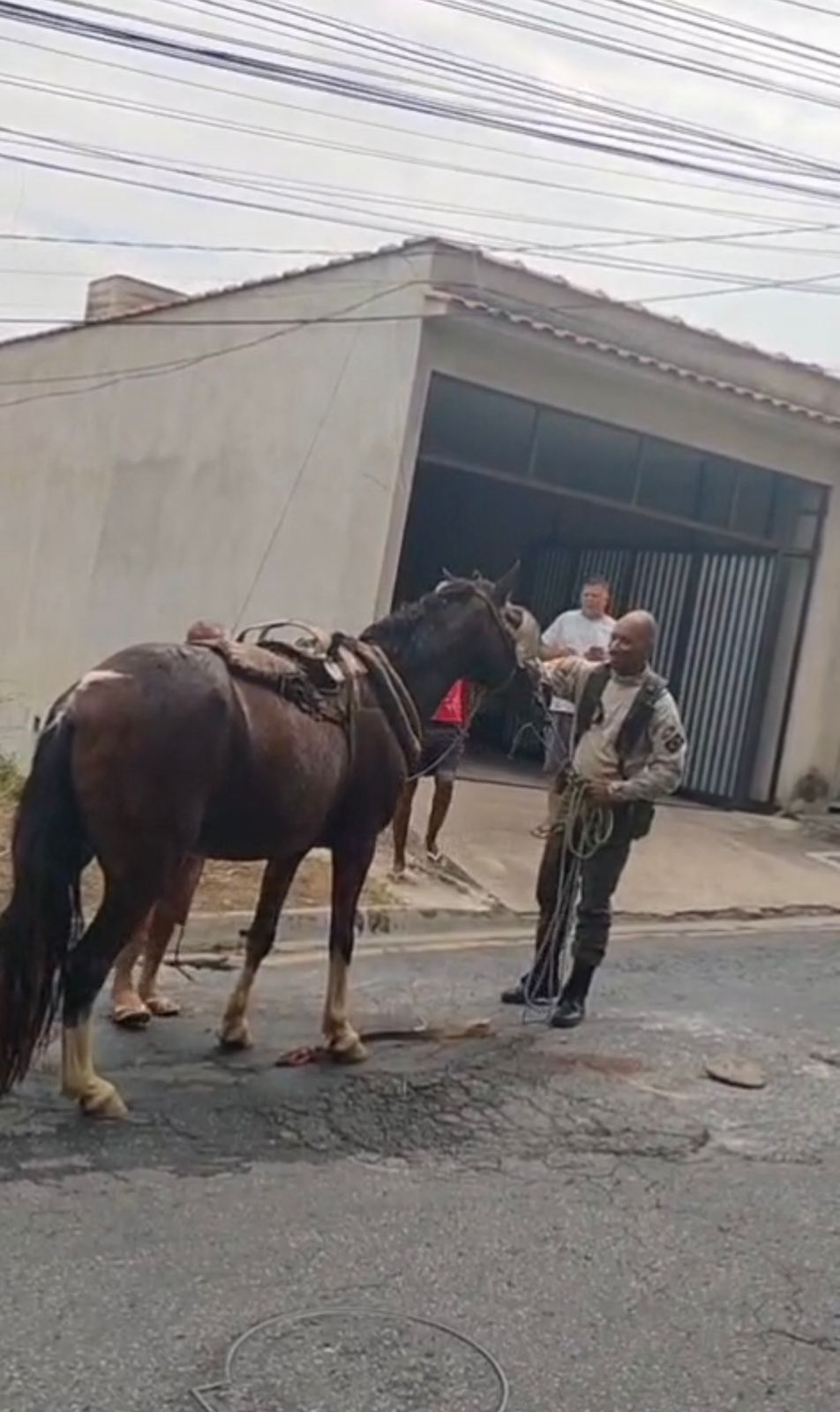 Brigada Florestal resgata cavalo preso em buraco no bairro Santa Maria II