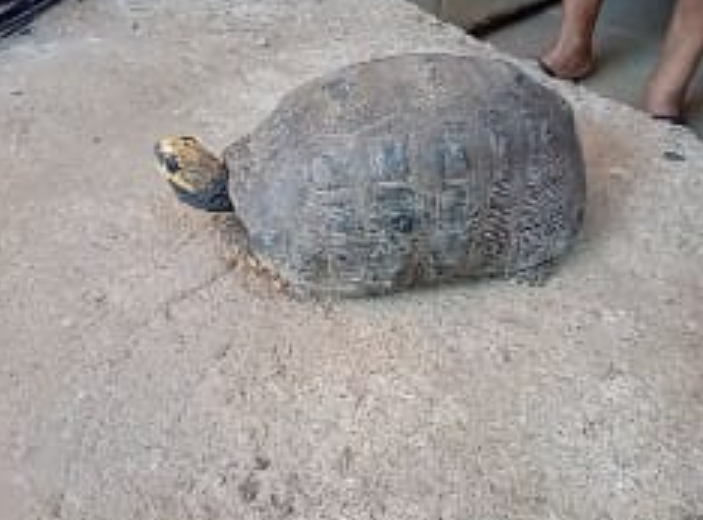 Jabuti é apreendido após denúncia de crime ambiental em Barra Mansa