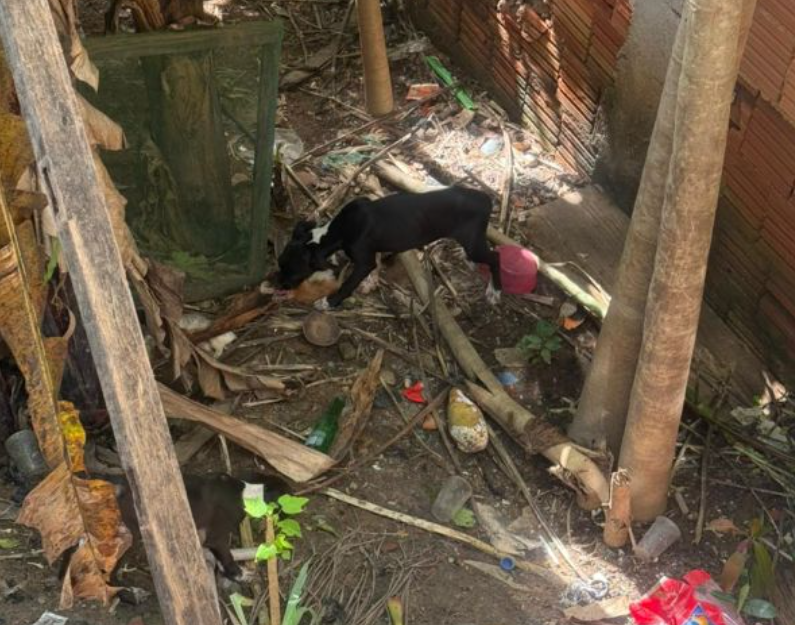 Homem é preso em flagrante por maus-tratos a animais em Barra Mansa