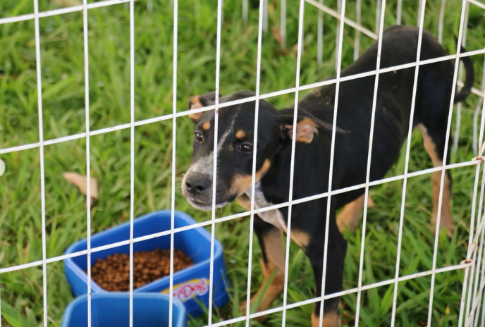 Ação do “Abril Laranja” promove adoção e conscientização animal neste sábado em Quatis