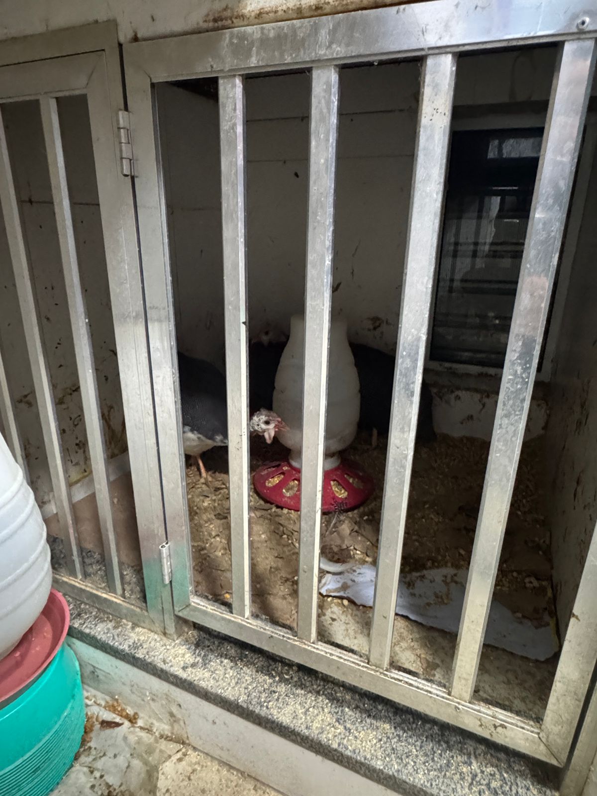 Secretaria de Proteção e Defesa Animal de Volta Redonda apreende 26 animais comercializados irregularmente em agropecuária