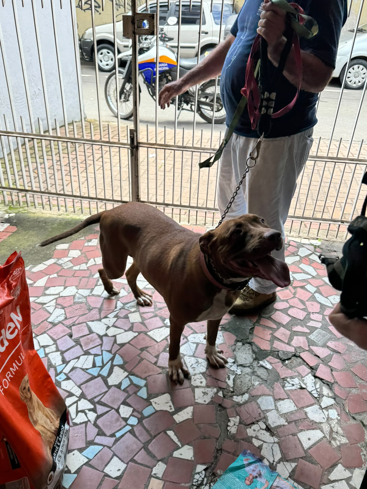 Secretaria de Defesa Animal e Guarda Municipal de Volta Redonda resgatam animais em situação de maus-tratos no Aterrado