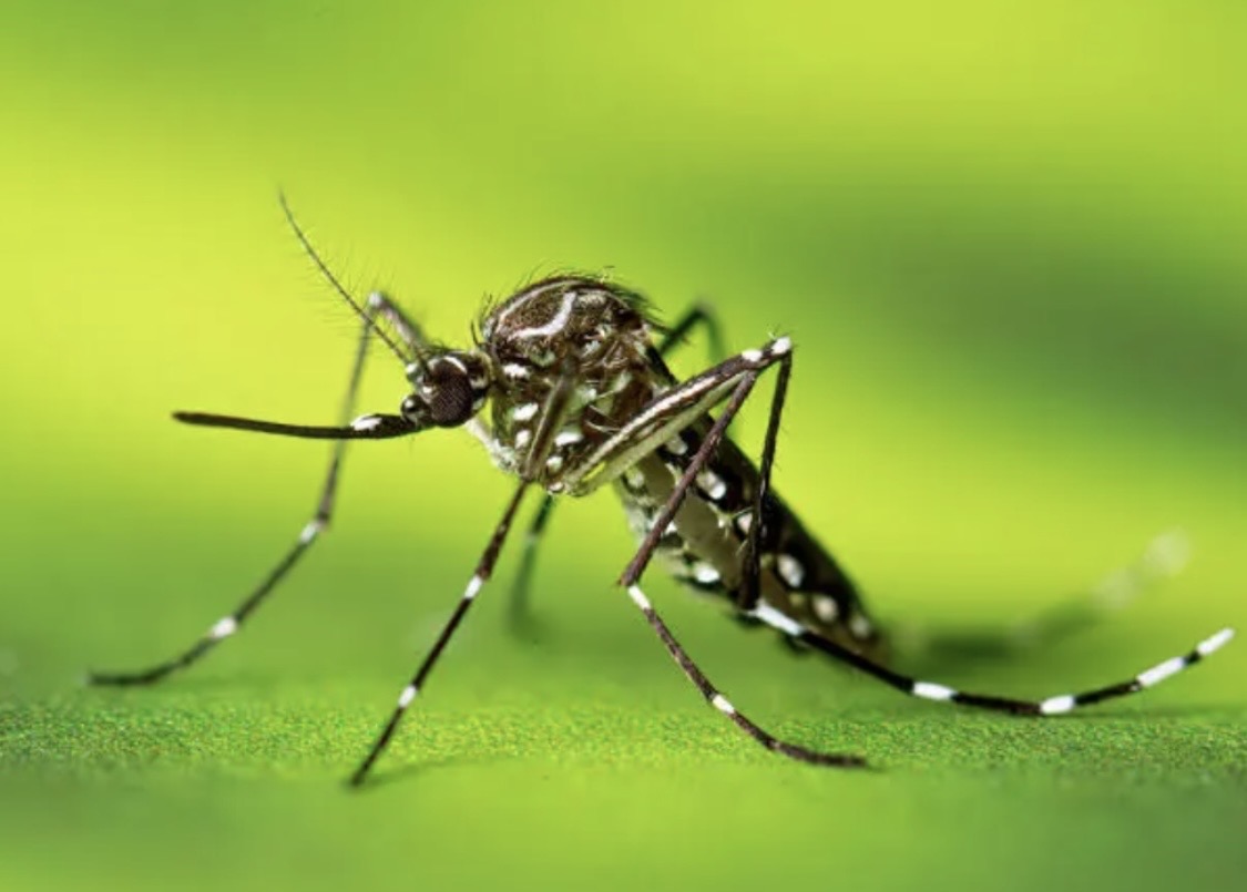 Calor e chuvas reforçam preocupação com a dengue em Volta Redonda